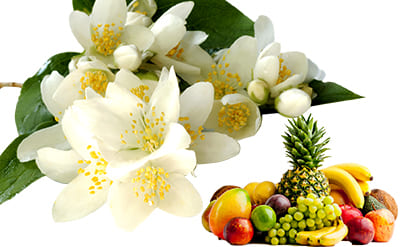 Jasmine Sambac Blossoms